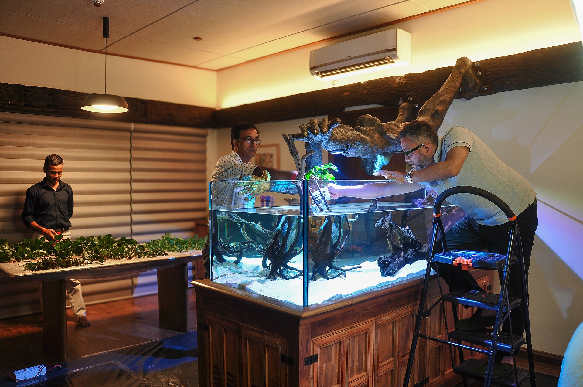 Freshwater aquarium environment