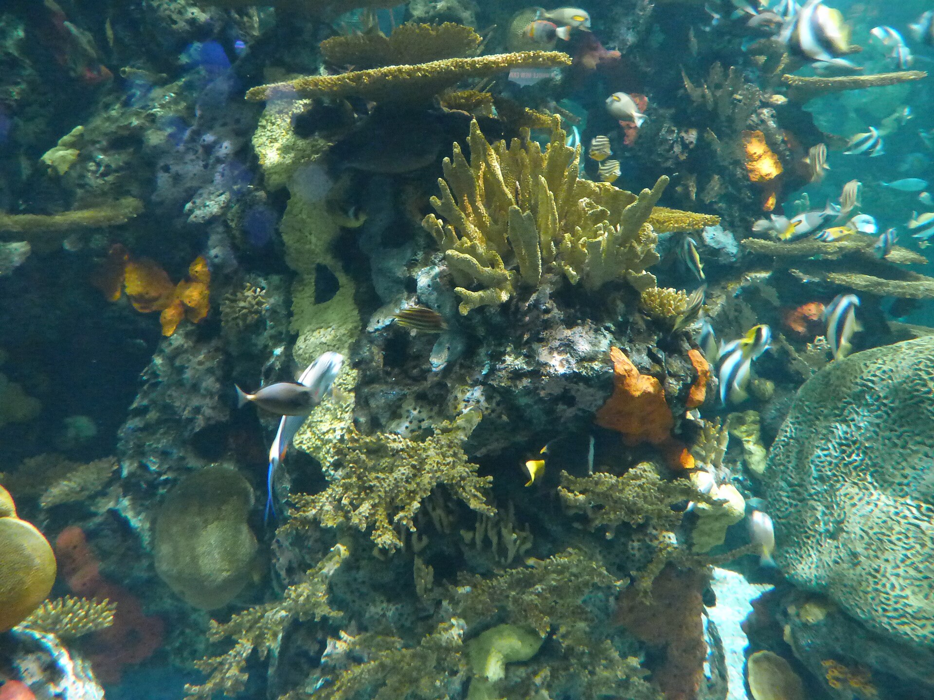 Saltwater aquarium environment