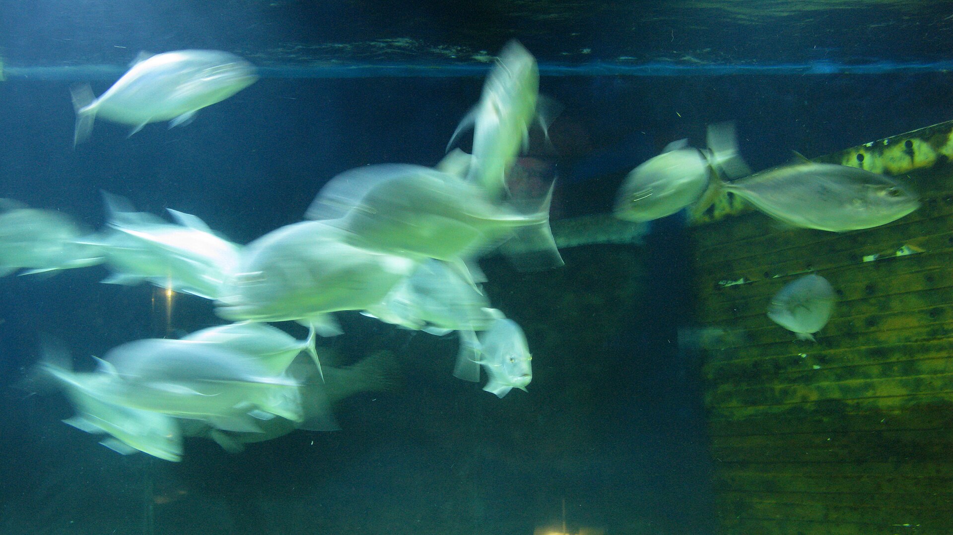 Fish Only (FO)