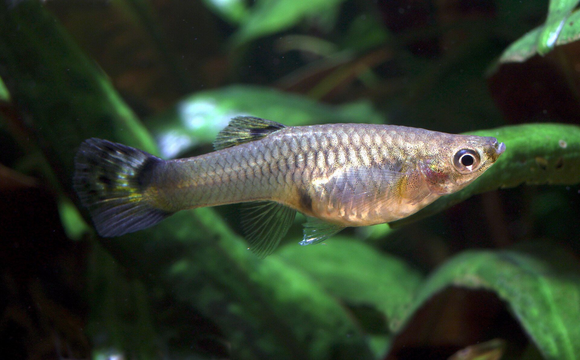 Tropical Tank