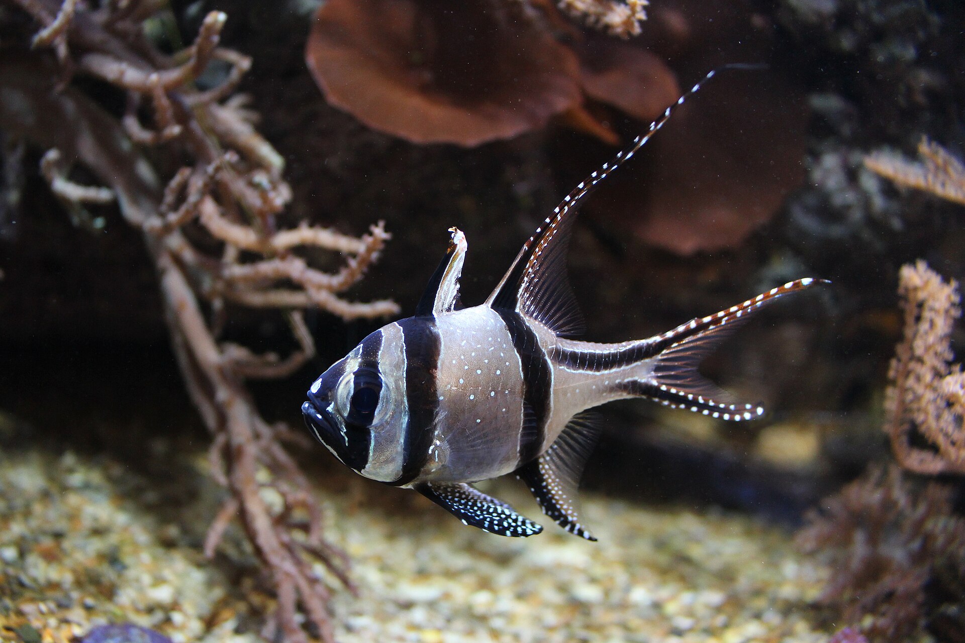 Banggai Cardinalfish