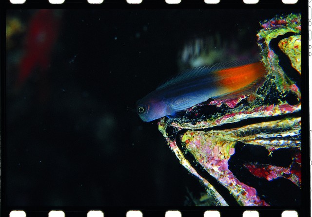 Bicolor Blenny