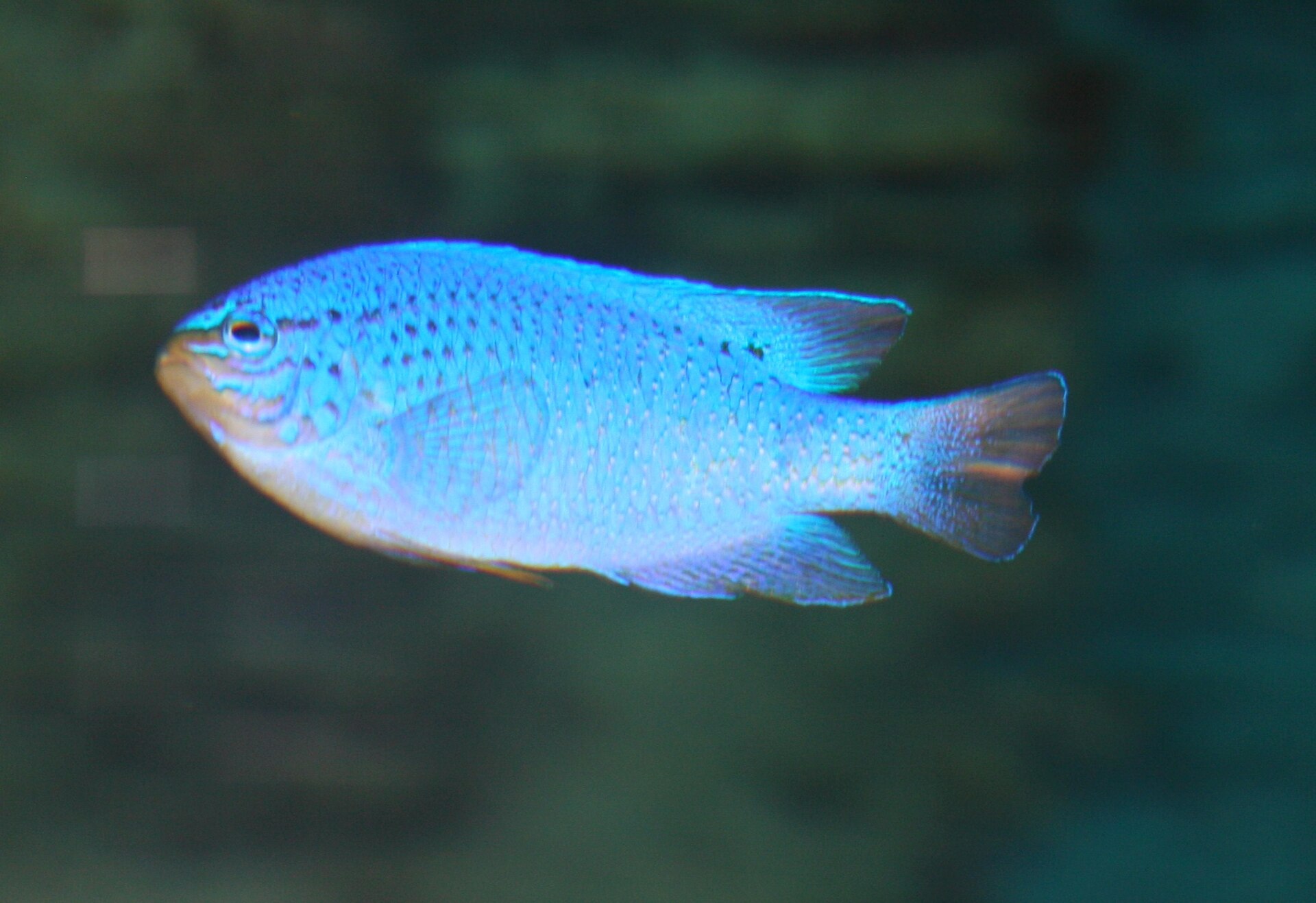 Blue Devil Damselfish