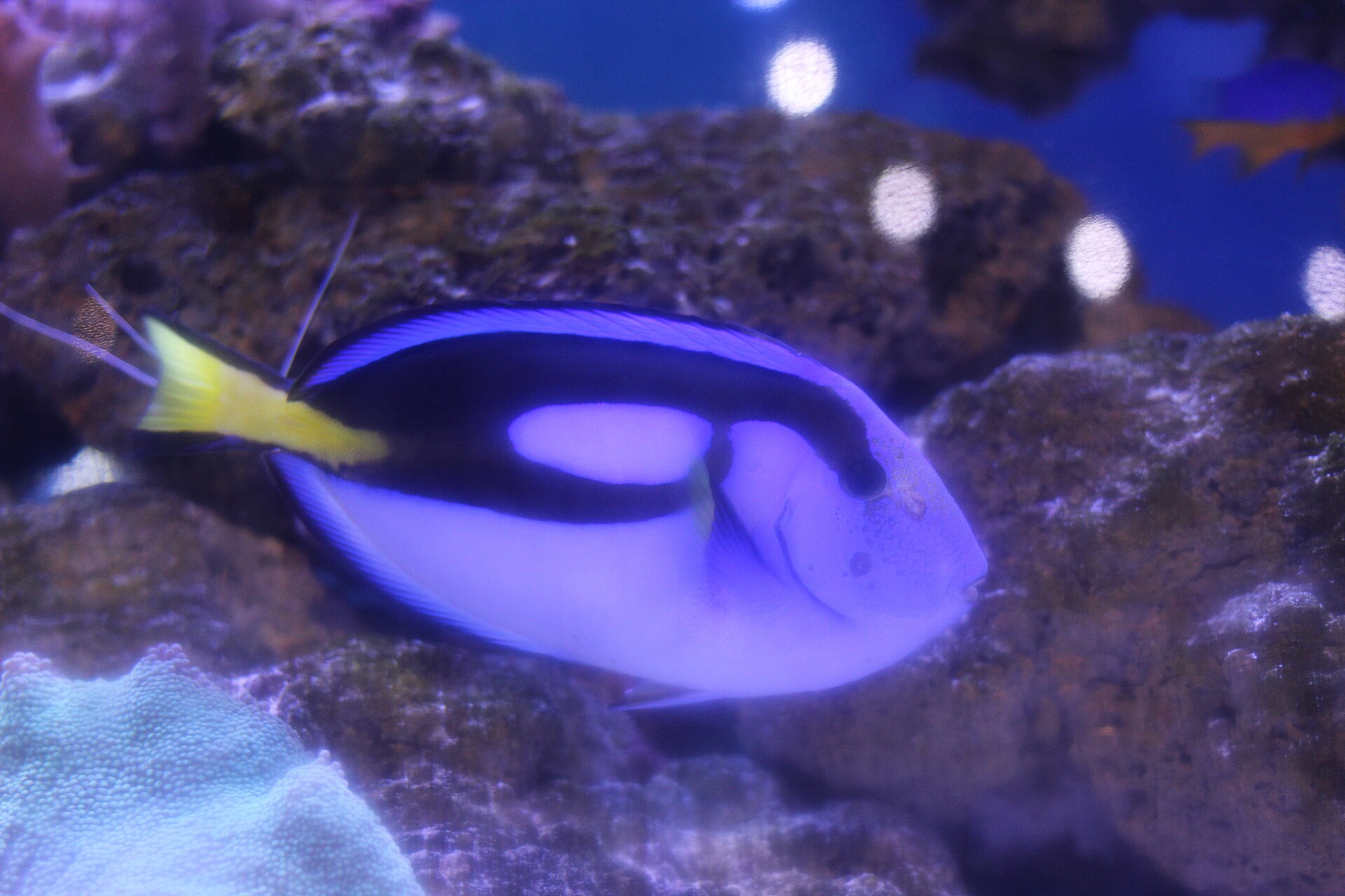 Blue Hippo Tang