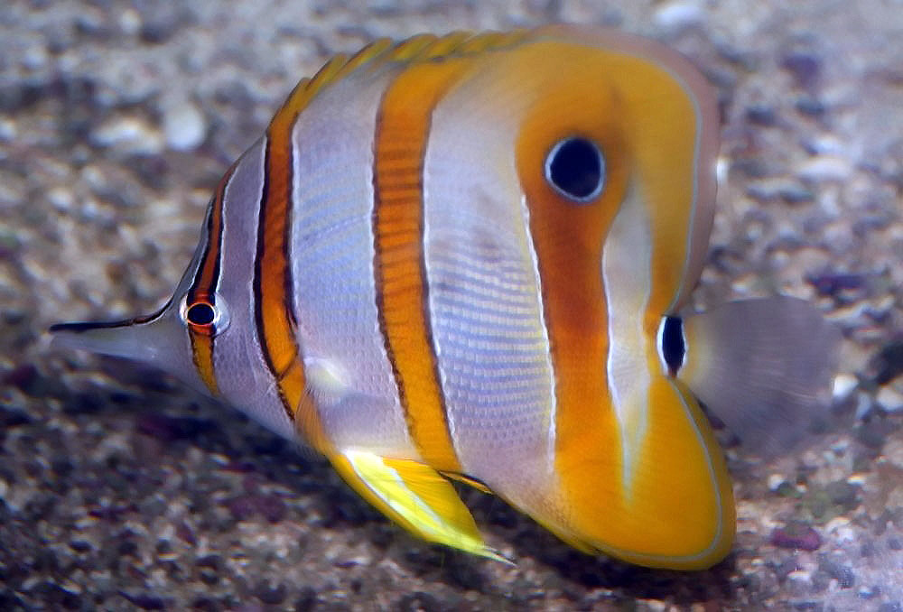 Copperband Butterflyfish