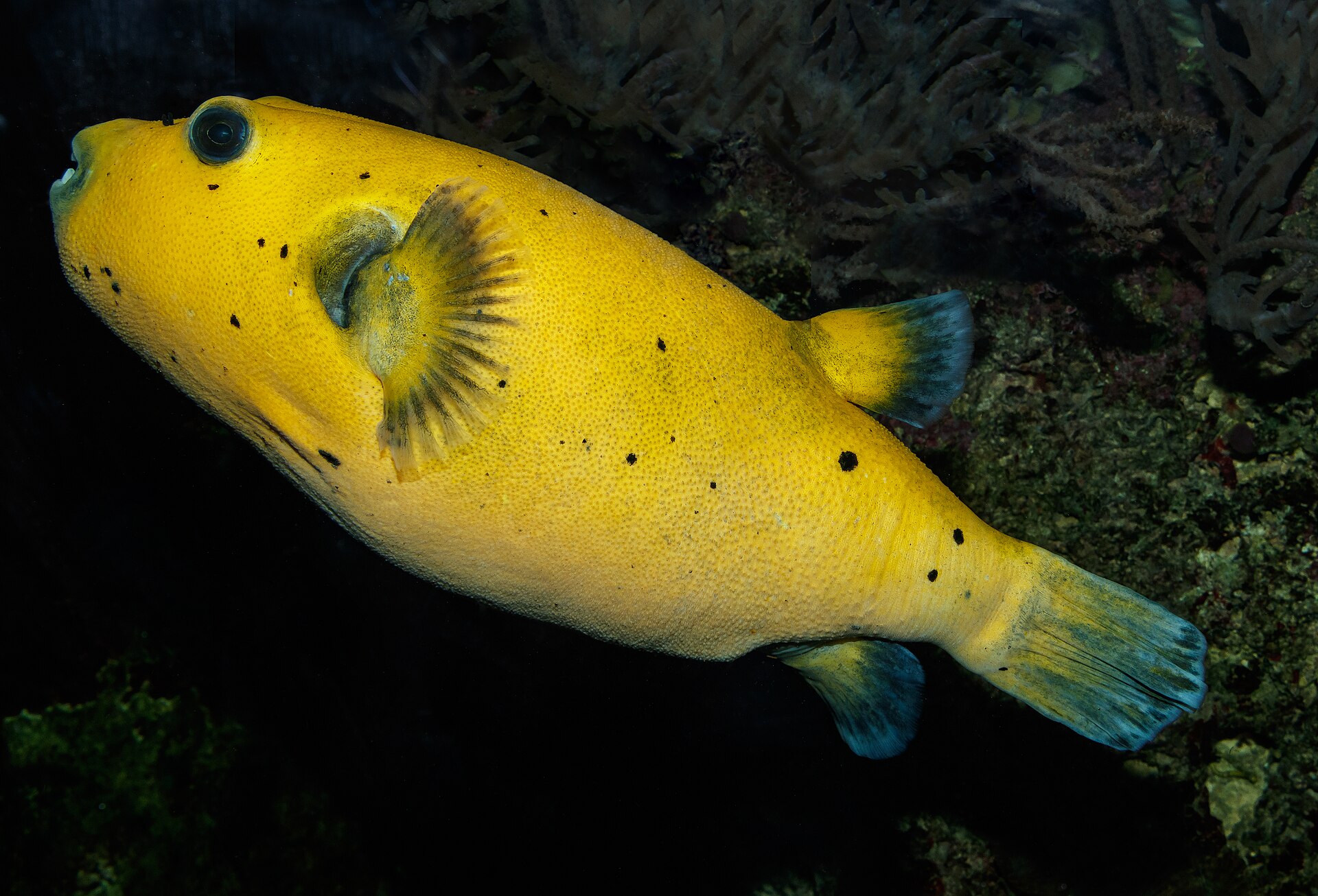 Dogface Puffer
