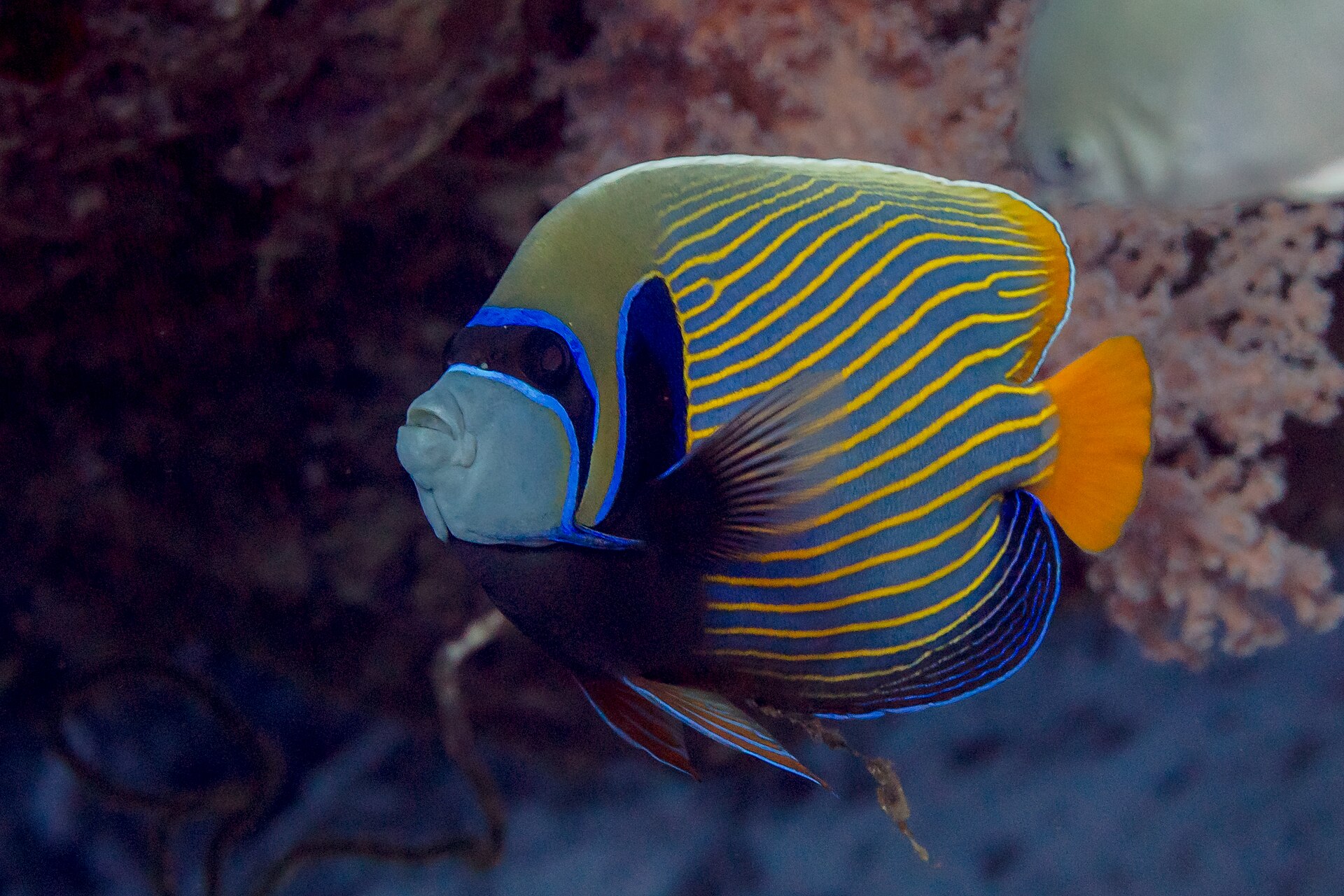 Emperor Angelfish