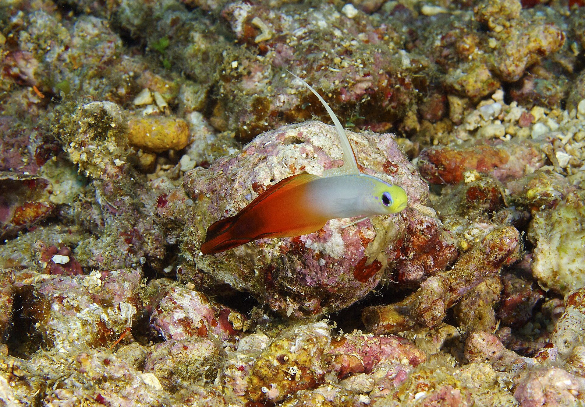 Firefish Goby