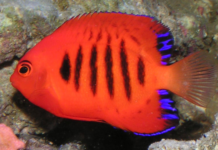Flame Angelfish