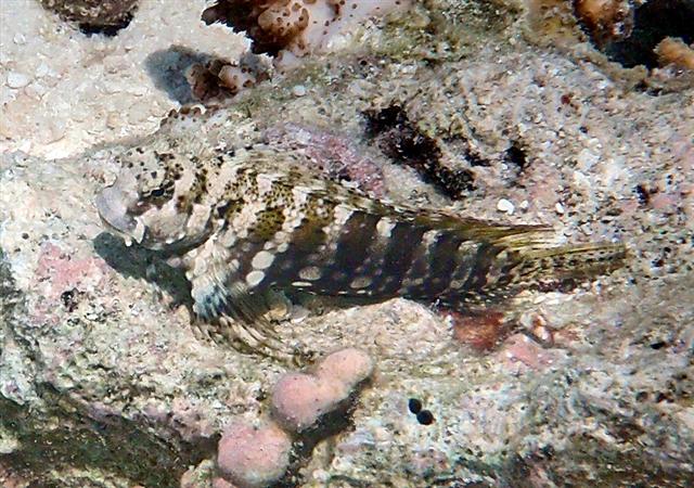 Lawnmower Blenny
