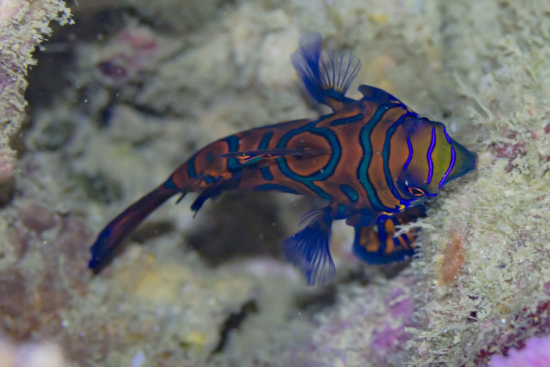 Mandarinfish