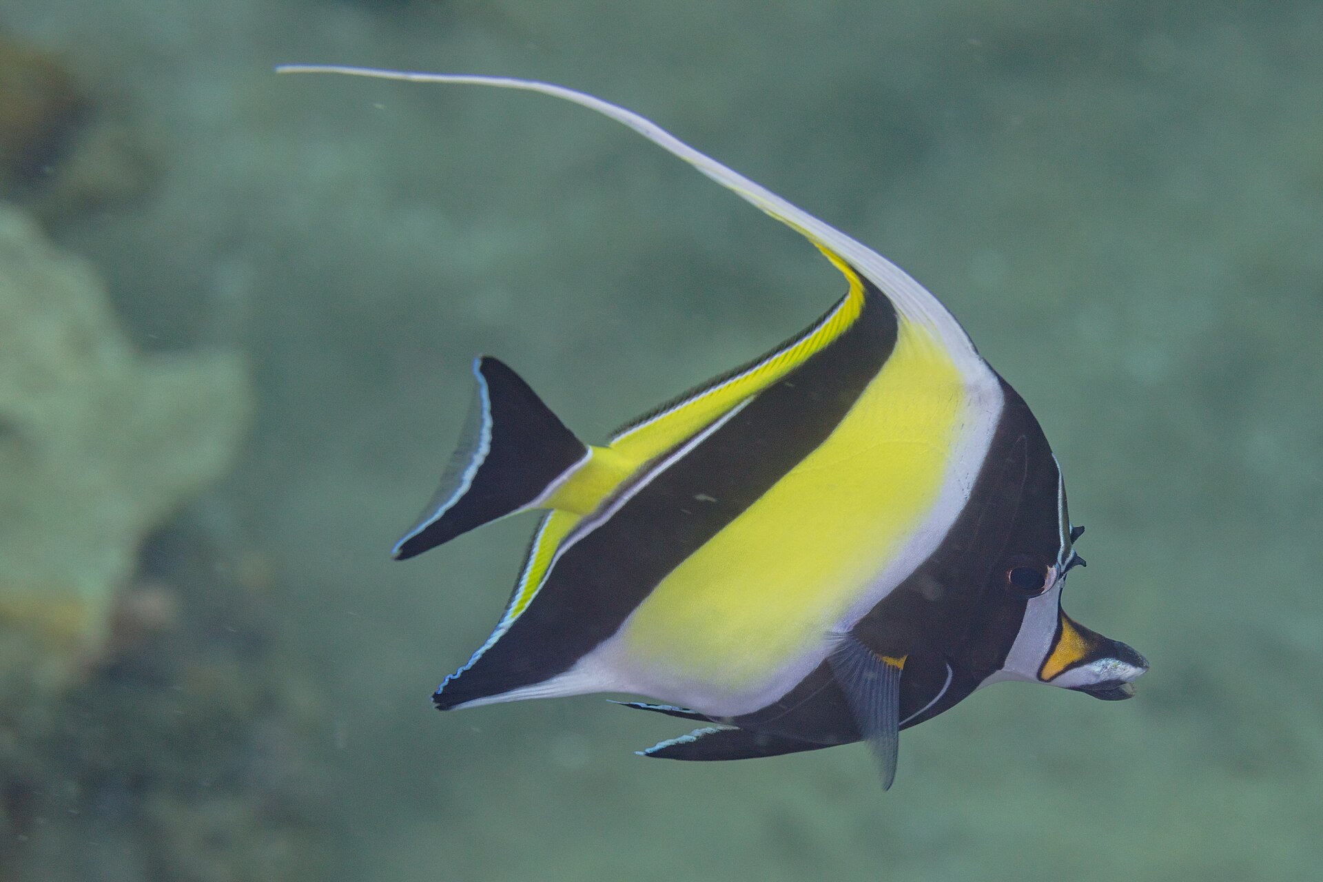 Moorish Idol