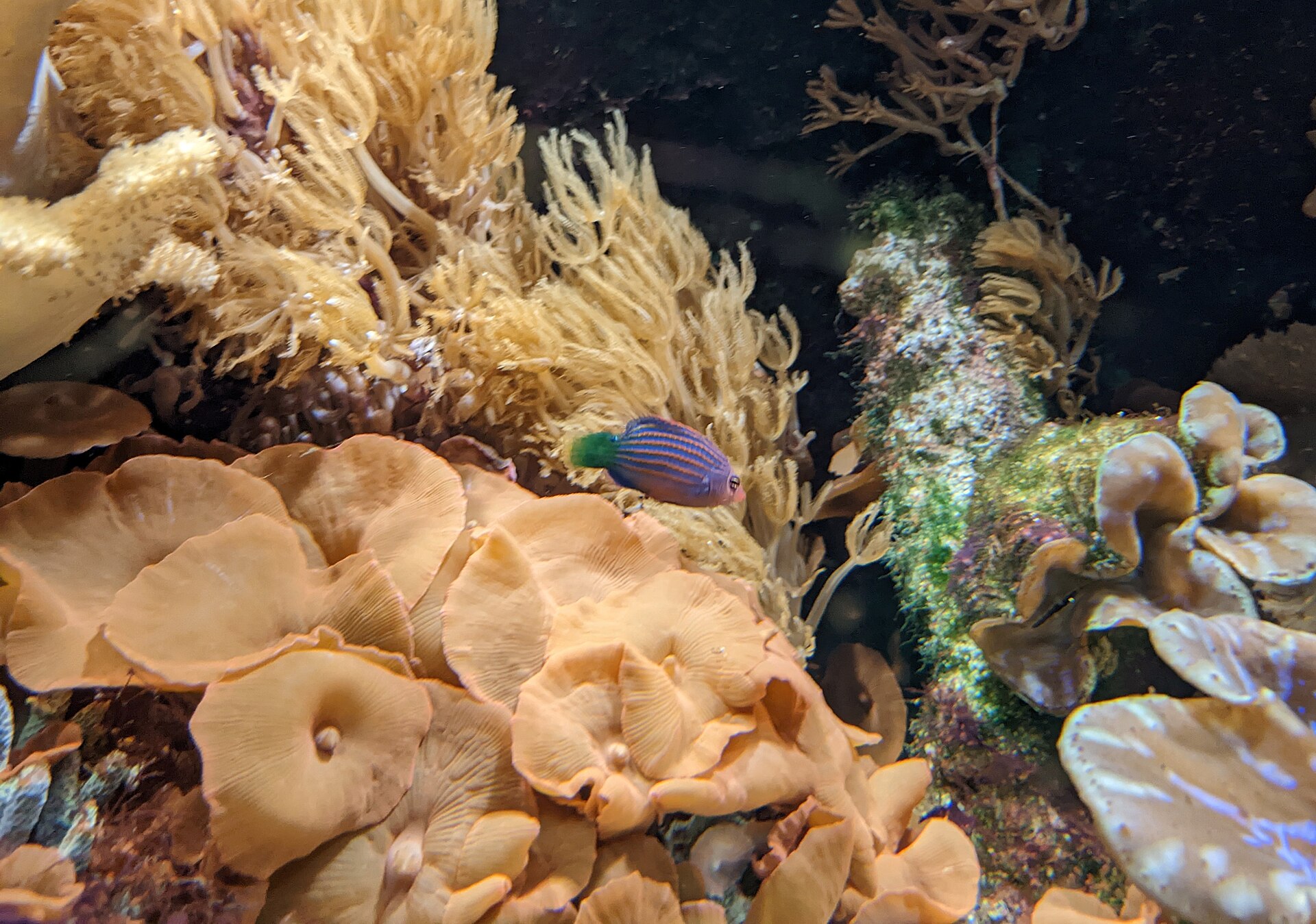 Sixline Wrasse