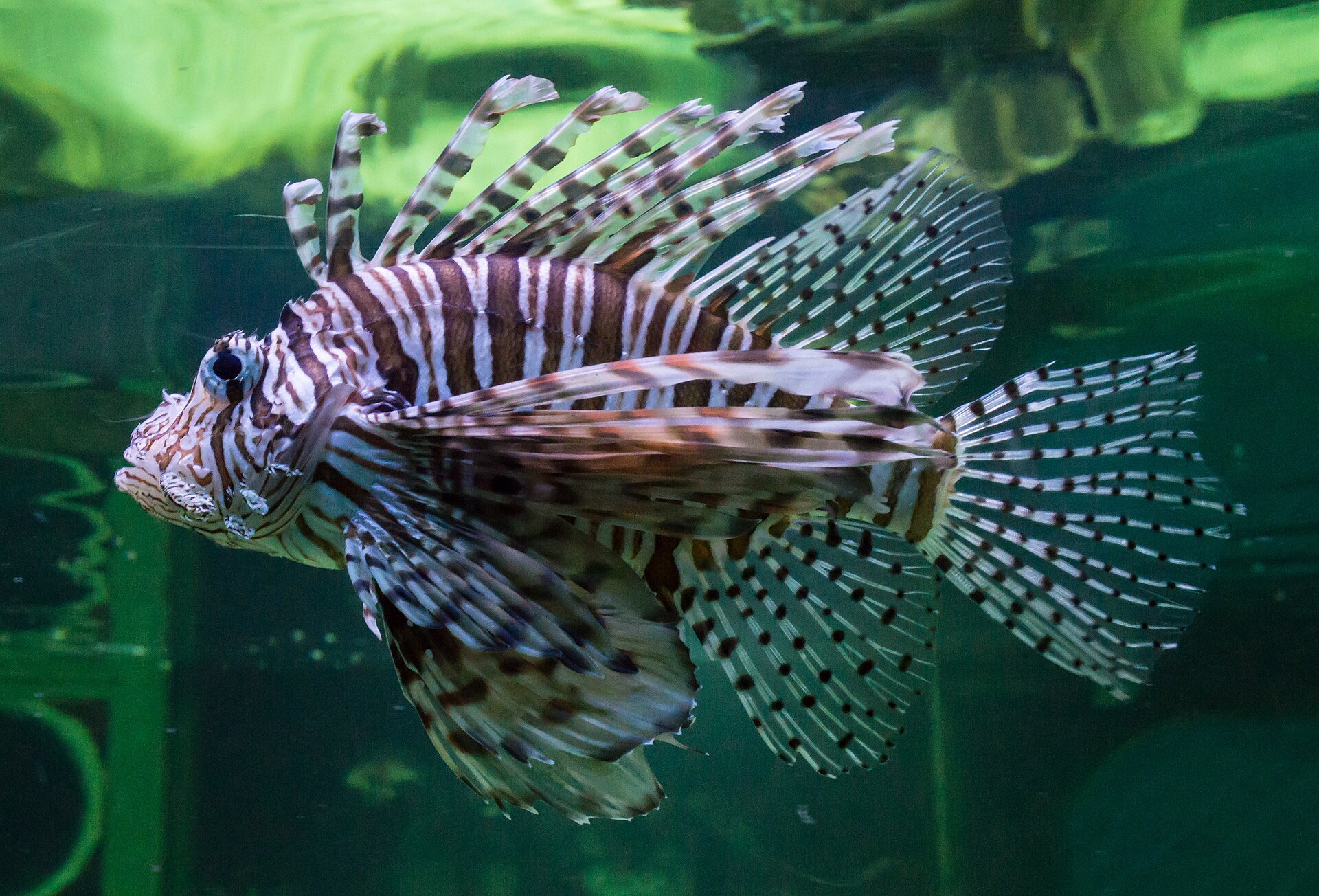 Volitans Lionfish