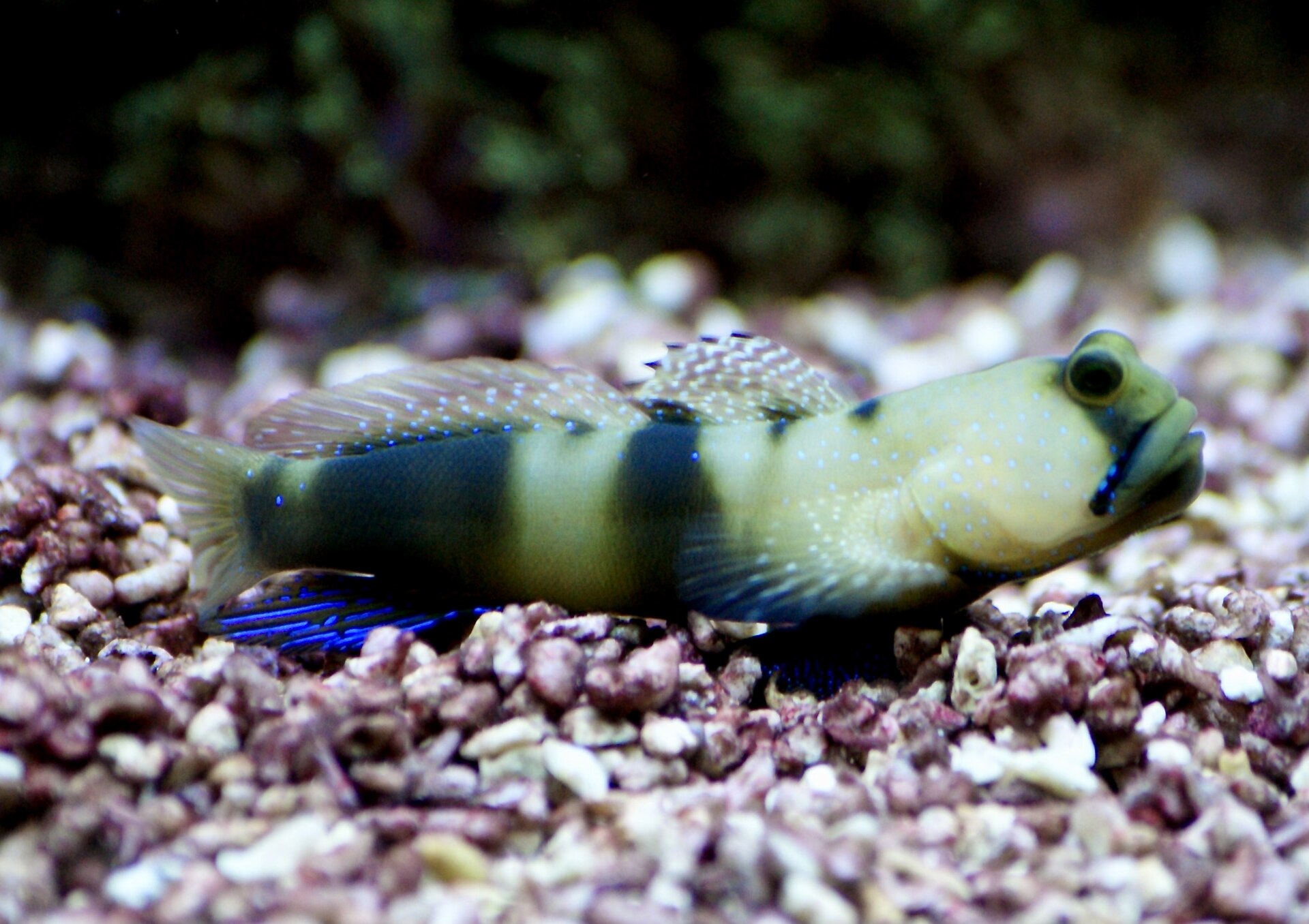 Yellow Watchman Goby