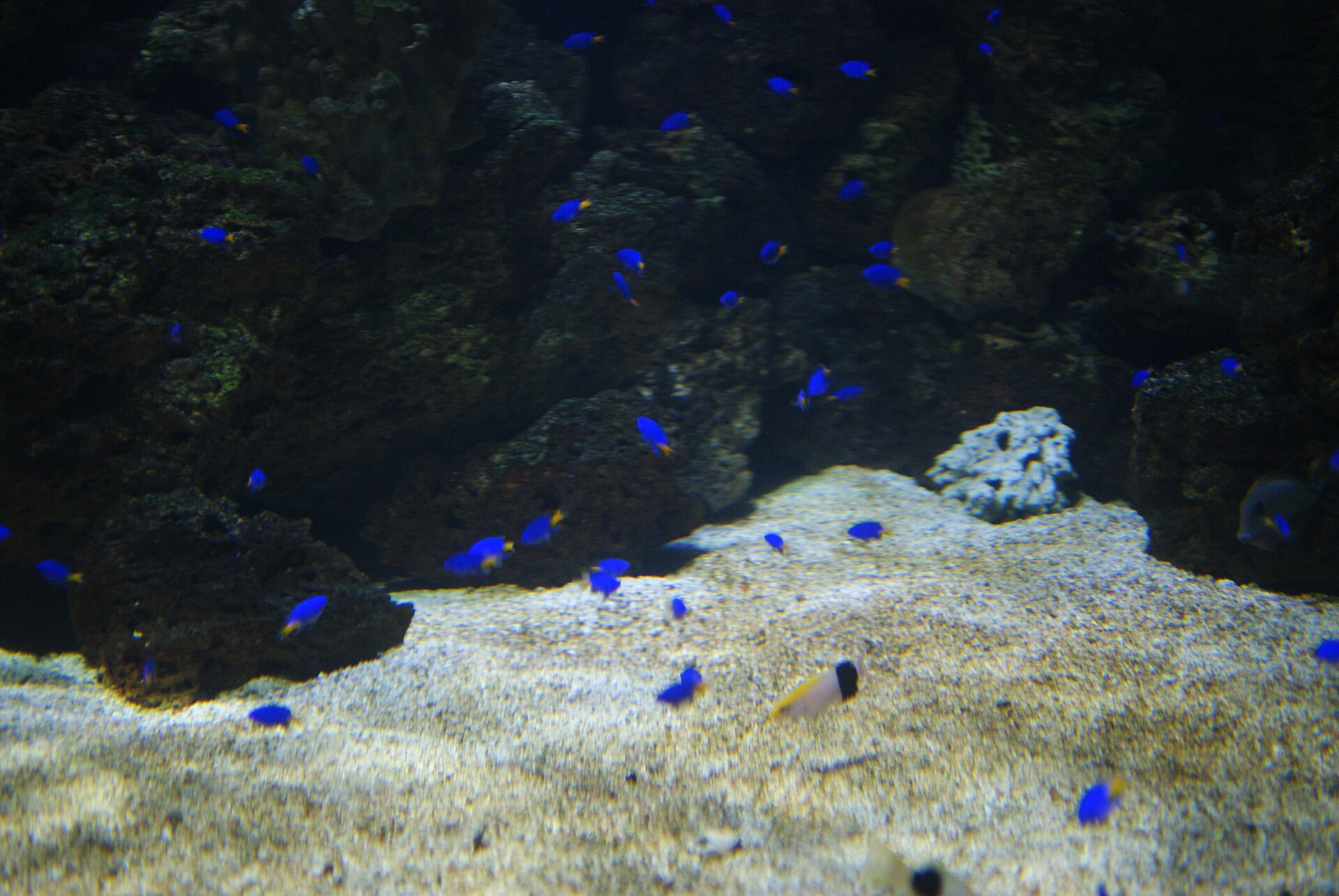 Yellowtail Blue Damselfish